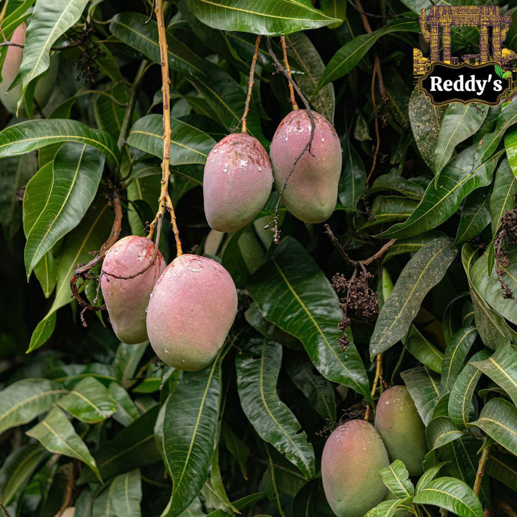 Reddy's Farm - Kesar Fresh Indian Mangoes - Indian Mango Box (9 to 10 pc/box) - Reddy's
